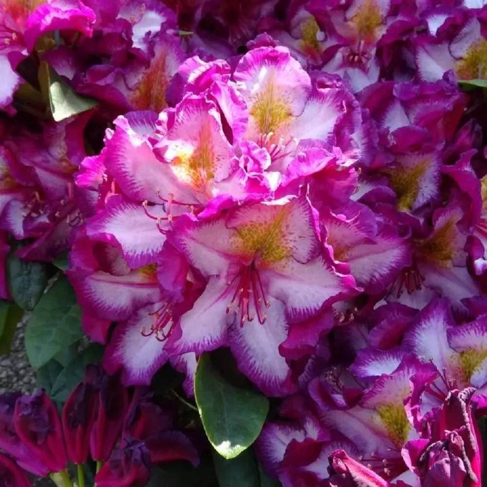 Rodo 'HAPPYdendron'® C5/30-40cm