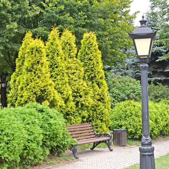 Harilik elupuu 'Golden Smaragd' C5/60-80 cm