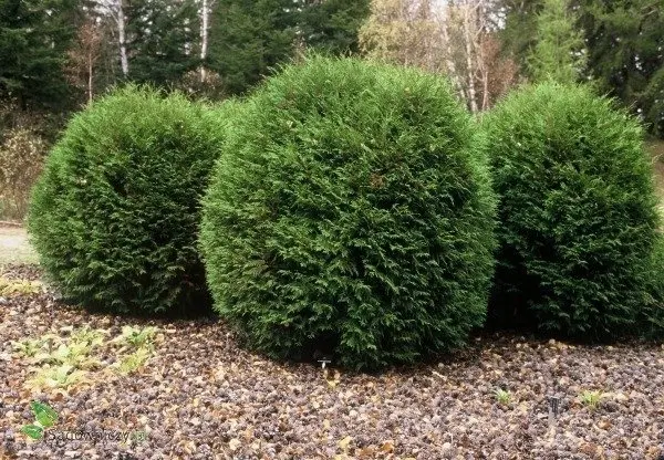 Harilik elupuu 'Woodwardii' C7,5/40-50cm