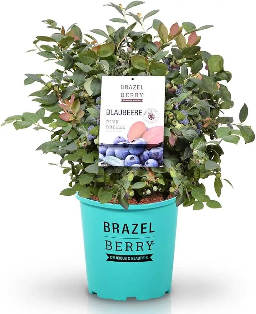 Mustikas BrazelBerry® 'Berry Bux'® P10.5/20cm