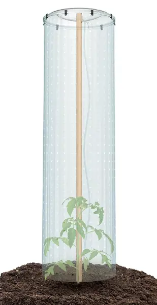 Tomati 'Grower Cap'