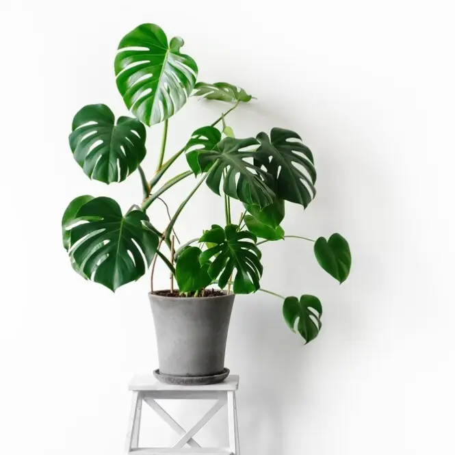 Meeldiv monstera P35/190cm