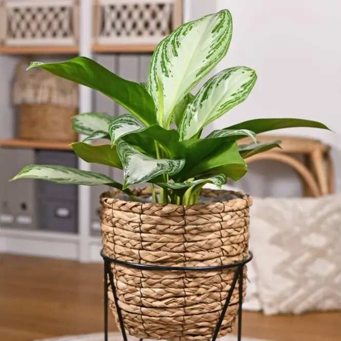 Aglaoneema 'Silver Bay' P24/70cm 3v