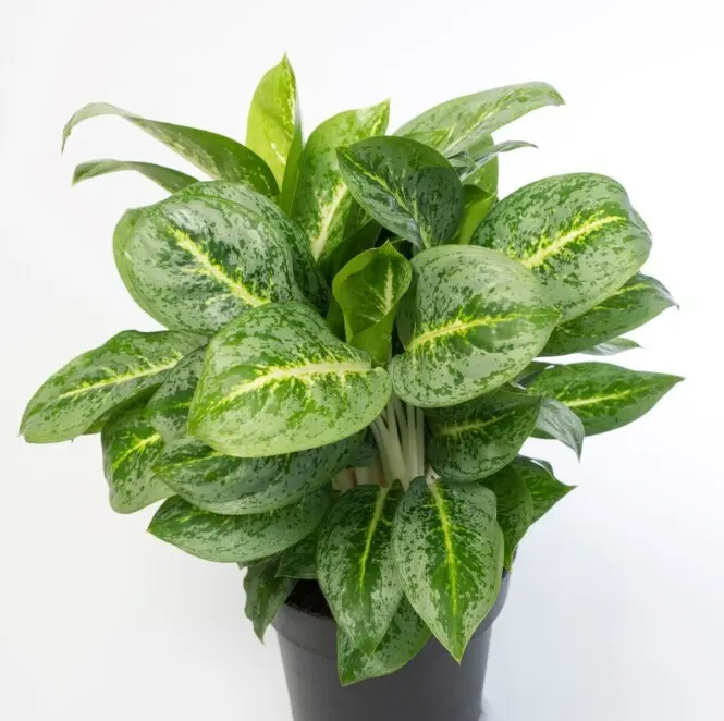 Aglaoneema 'Lemon Mint' P19/50cm