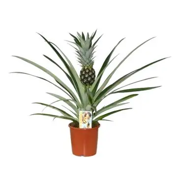 Ananass 'Rosita' Ø12cm