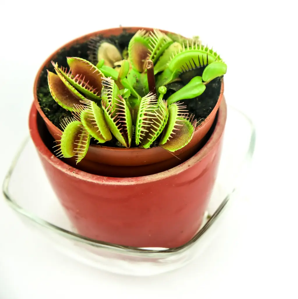 Kärbsepüünis P9/10cm