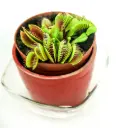 Kärbsepüünis P9/10cm