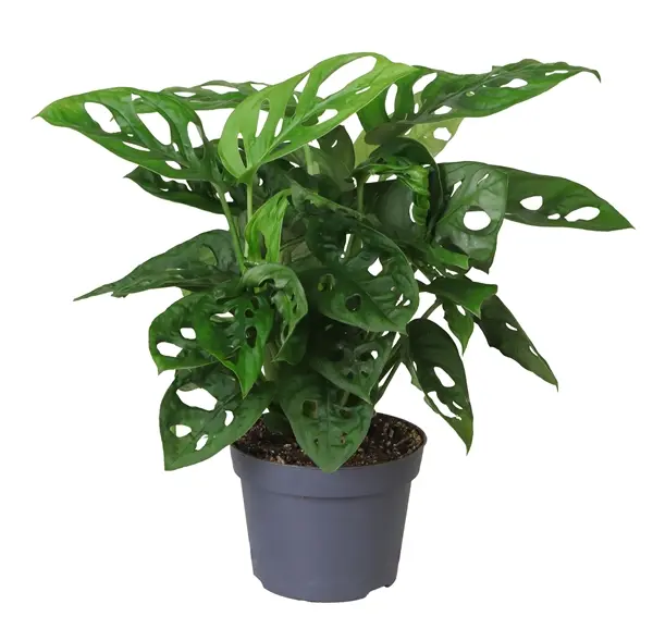 Längmonstera P12/30cm 