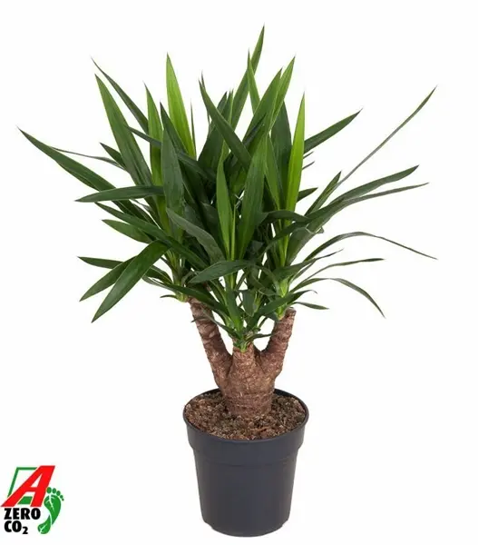 Tääkliilia harunev P21/70cm
