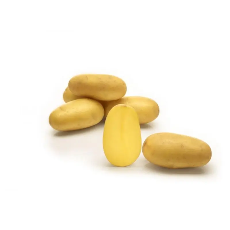Sunshine seemnekartul 2,5kg