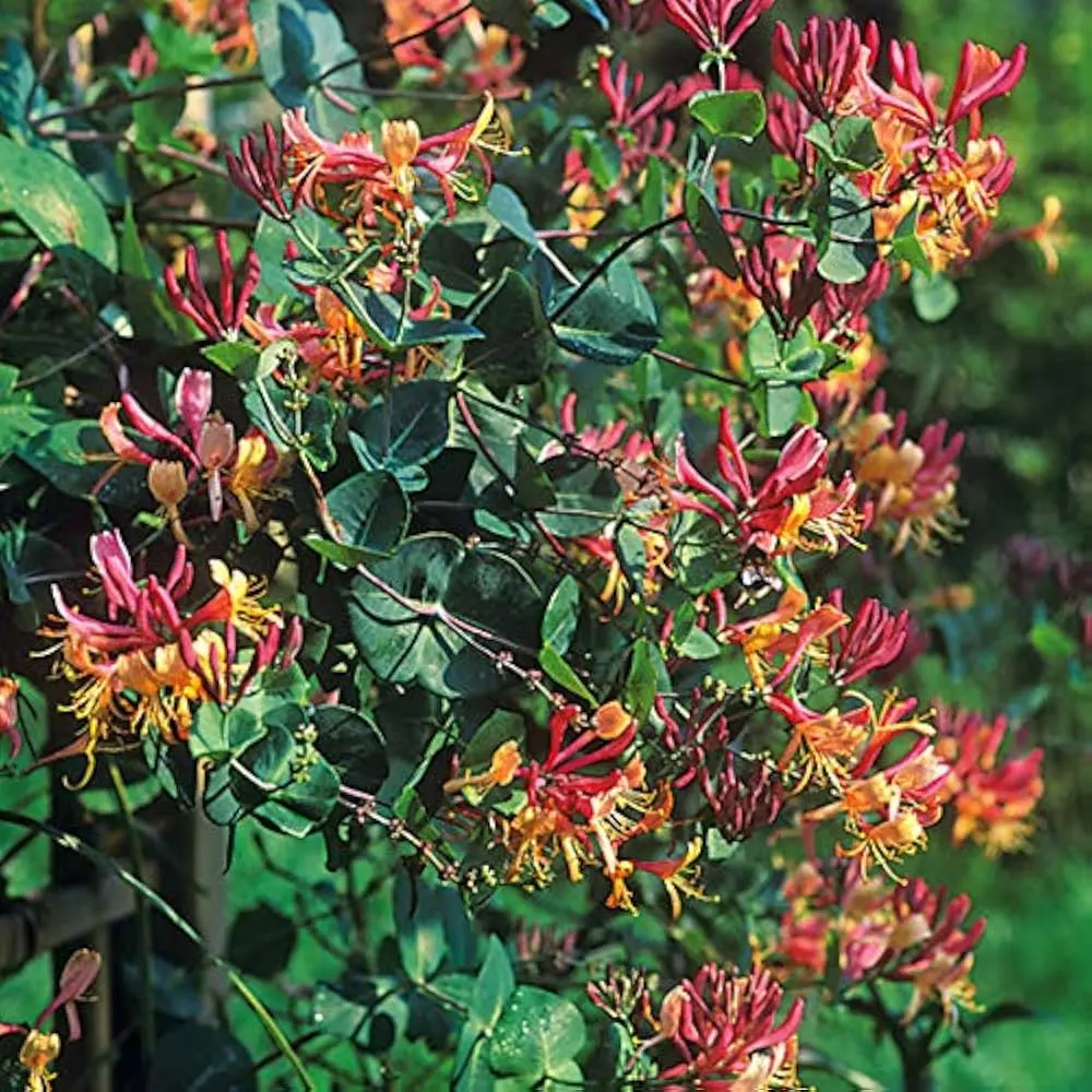 Heckroti kuslapuu 'American Beauty' C2/40-60CM