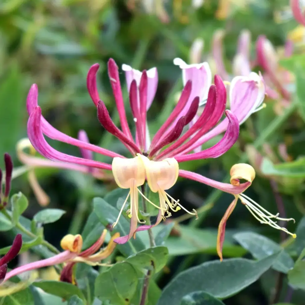 Väänduv kuslapuu ' Serotina' C2/40-60cm