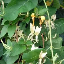 Jaapani kuslapuu 'Halliana' C2/40-60CM