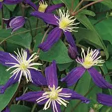 Terveleheline elulõng 'Aromatica' C2/40-60cm