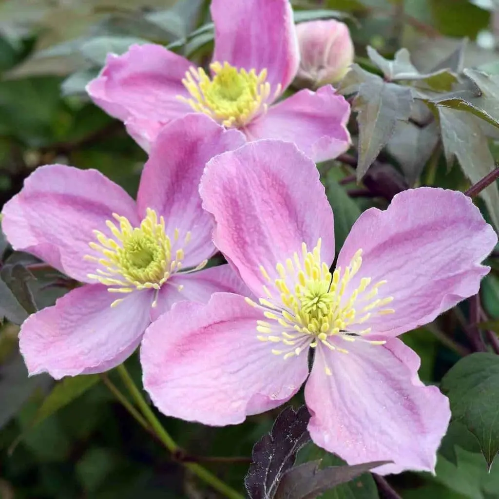 Mägi-elulõng 'Tetrarose' C2/40-60cm