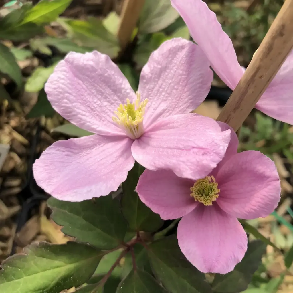 Mägi-elulõng 'Mayleen' C2/40-60cm