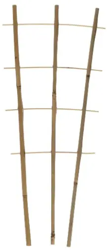 Taimeredel bambus 3 haru 60cm