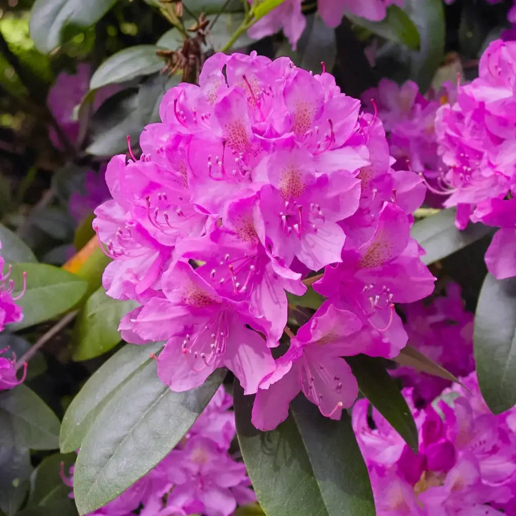 Rodo 'Roseum Eleganz' C7/55-60cm 