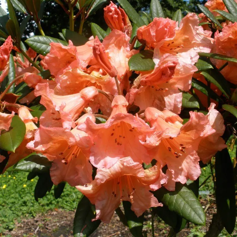 Rodo 'Tortoiseshell Orange' C7/55-60cm 