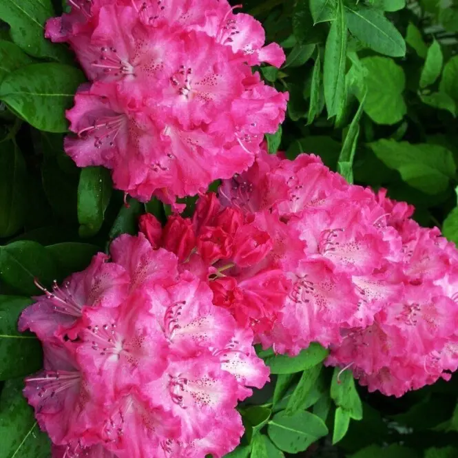 Rodo 'Germania' C5/40-50cm