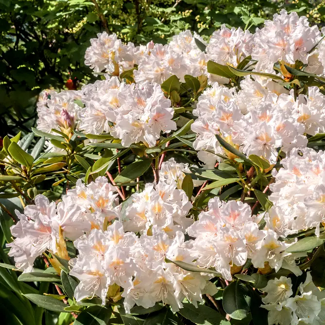 Rodo 'Cunningham White' C5/30-40cm 