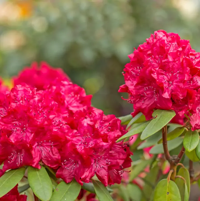 Rodo 'Wilgen's Ruby' C5/30-40cm 