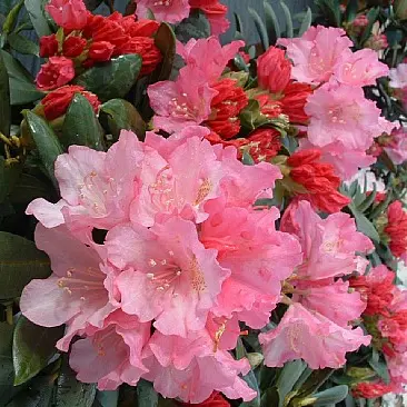 Jaku rodo 'Kalinka' C5/30-40cm