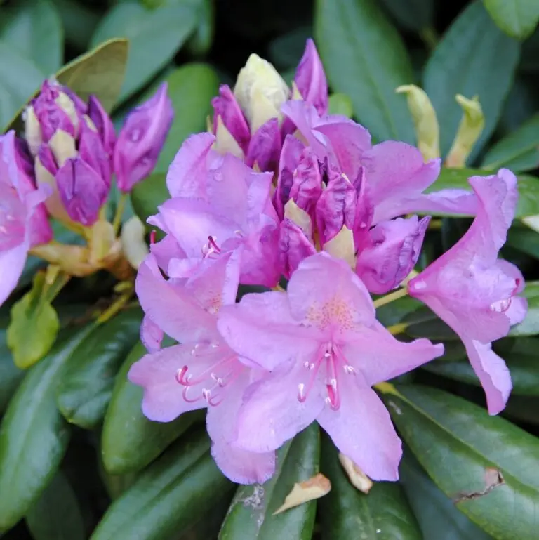 Rodo 'Catabiensis Grandiflorum' C3/30-40cm