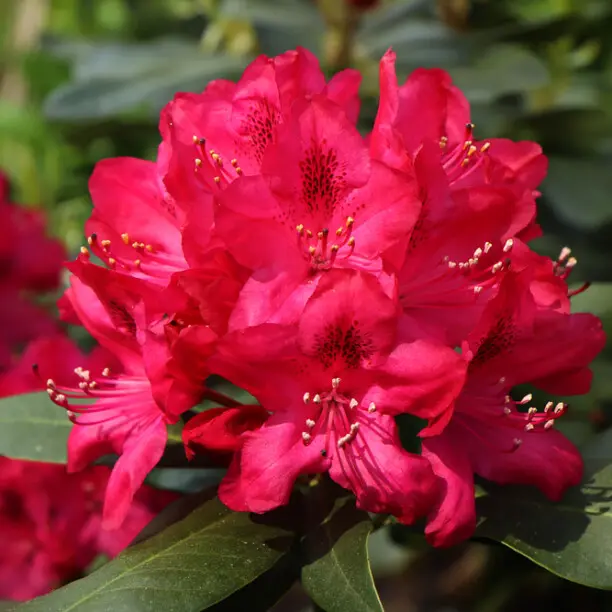 Rodo 'Red Jack' C3/30-40cm