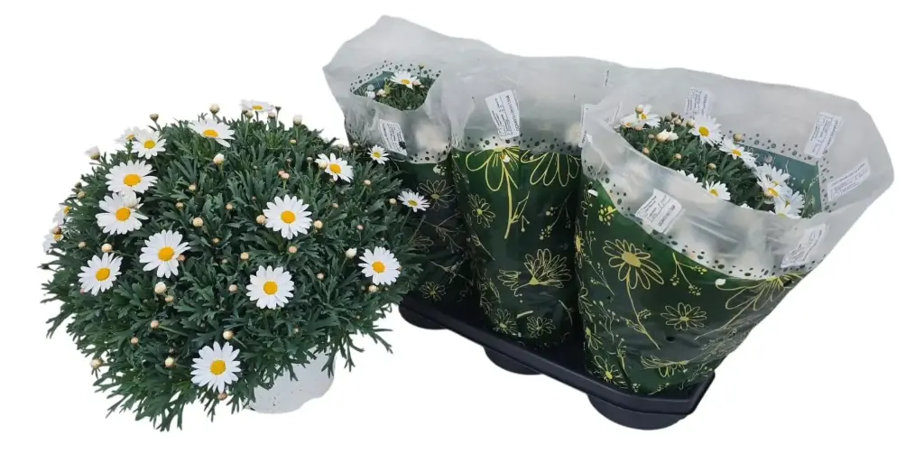 Põõsas-hõbekakar valik P19/40cm