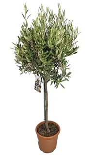 Õlipuu ehk oliivipuu P21/100cm