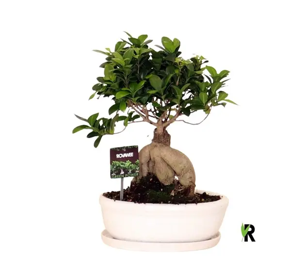 Väikeseviljaline viigipuu'Ginseng' P30/40cm