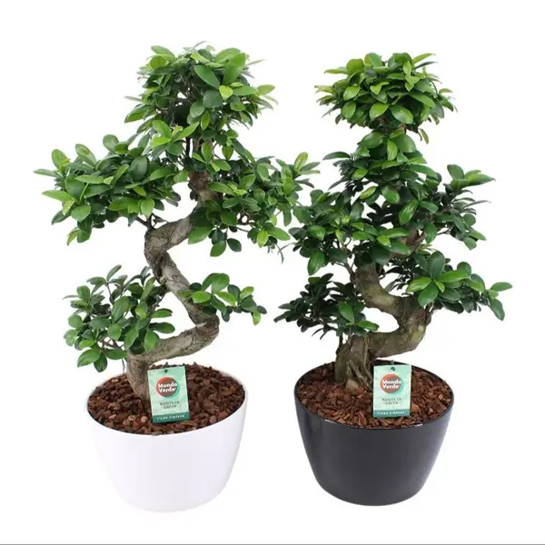 Väikeseviljaline viigipuu'Ginseng'S-type P28/75cm