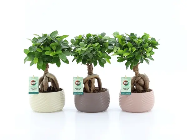 Viigipuu Ginseng ker.potis P16/30cm
