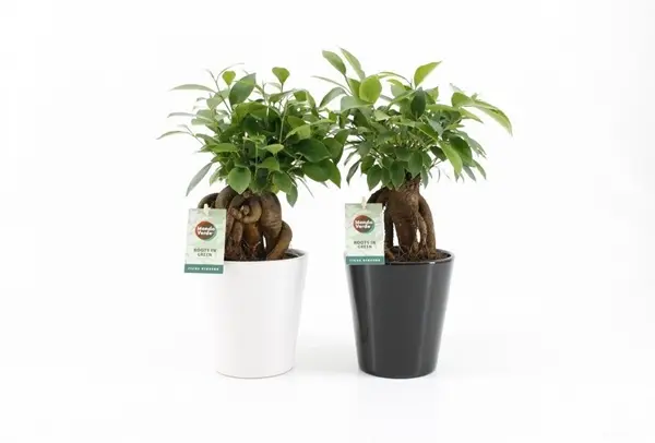Viigipuu Ginseng ker.potis P13/35cm