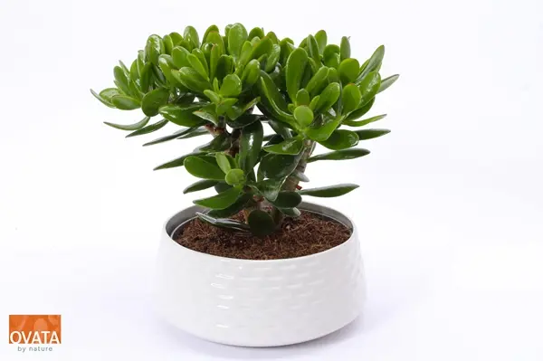 Turdleht 'Magical Tree' ker. potis P22/27cm