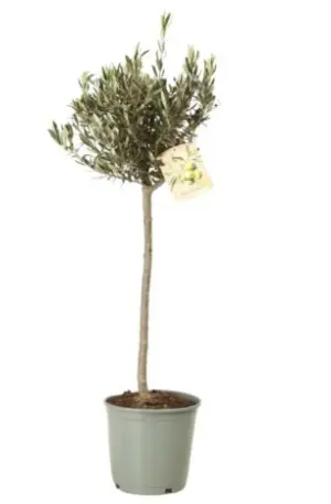 Õlipuu ehk oliivipuu P19/80cm