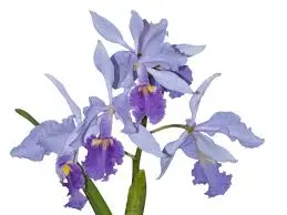 Katleia 'Coerulea'