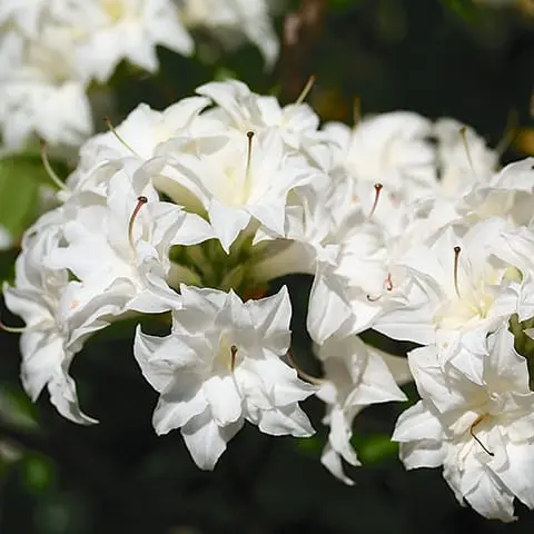 Heitlehine rodo 'Schneeköpfchen' C5/30-40cm