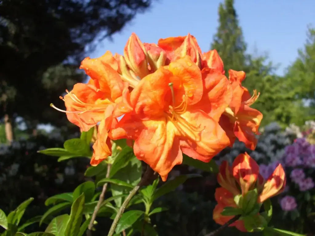 Heitlehine rodo 'Goldköpfchen' C5/30-40cm
