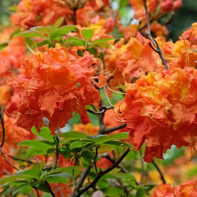 Heitlehine rodo 'Gibraltar' C5/30-40cm