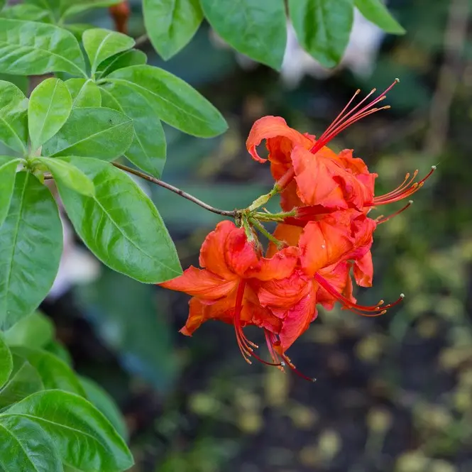 Heitlehine rodo 'Fireball' C5/30-40cm