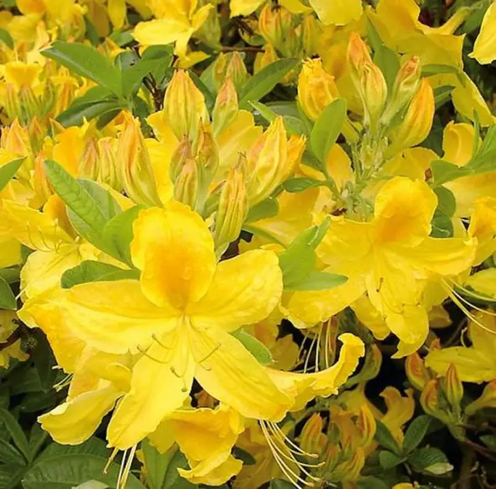 Heitlehine rodo 'Sonnenköpfchen' C5/30-40cm