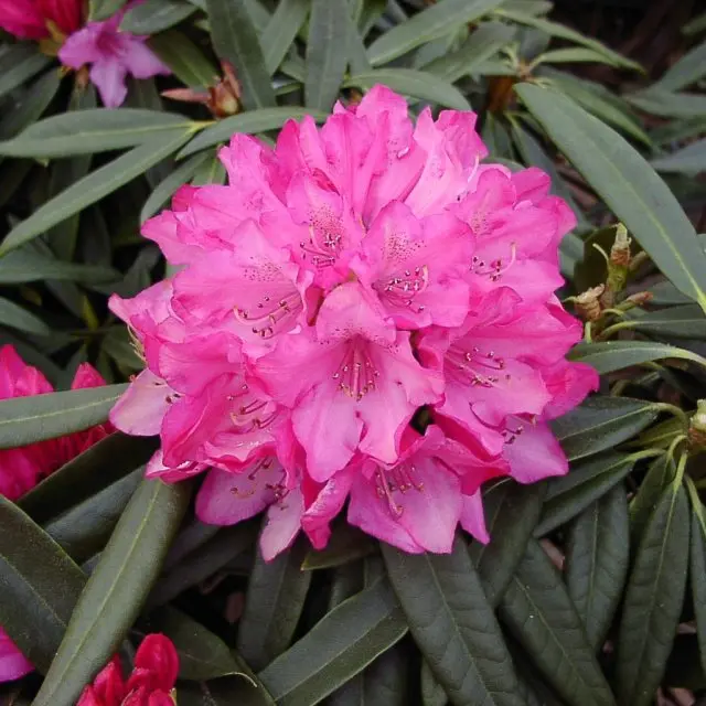 Heitlehine rodo 'Rosa' C5/30-40cm