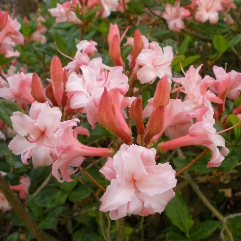 Heitlehine rodo 'Corneille' C5/30-40cm