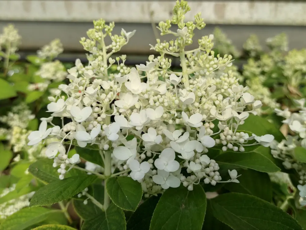 Aedhortensia 'Baby Lace' P23/80cm