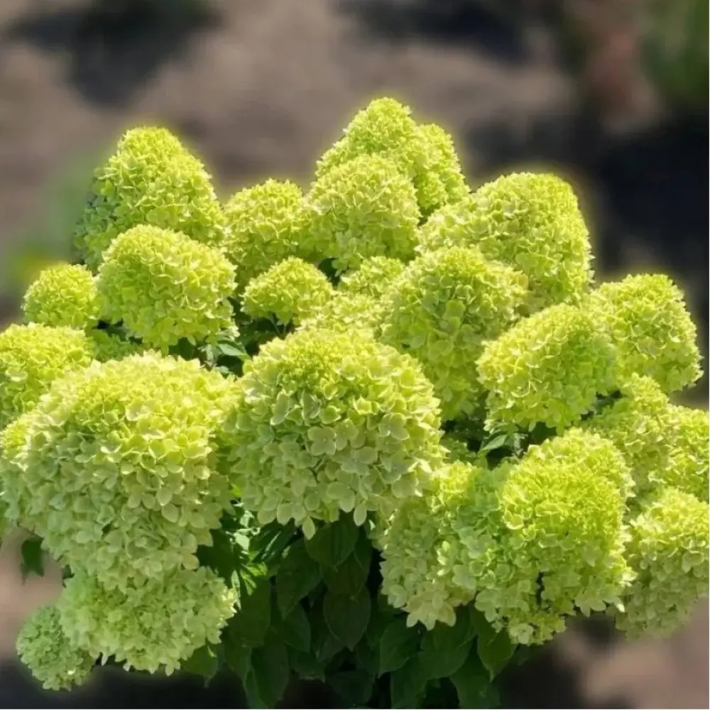 Aedhortensia 'Living Little Apple' P23/80cm