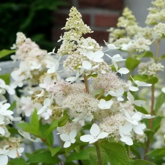 Aedhortensia 'Confetti' P23/80cm