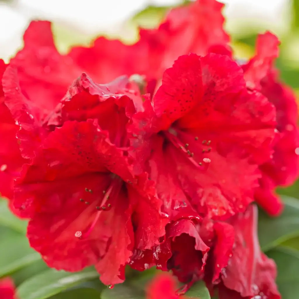 Rodo 'Vulcan Flame' C5/40-50cm