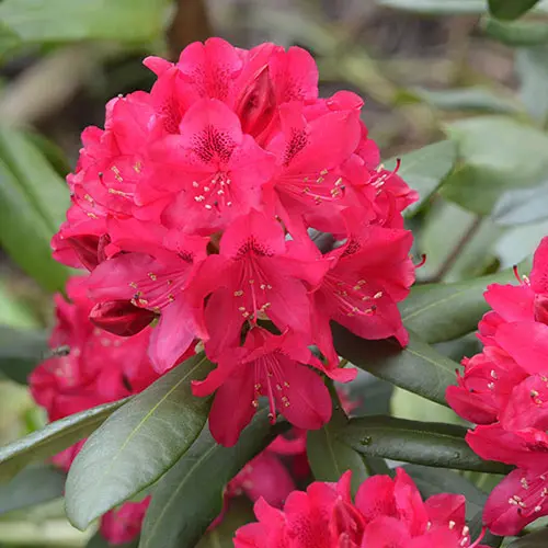 Rodo 'Hybride' C5/30-40cm